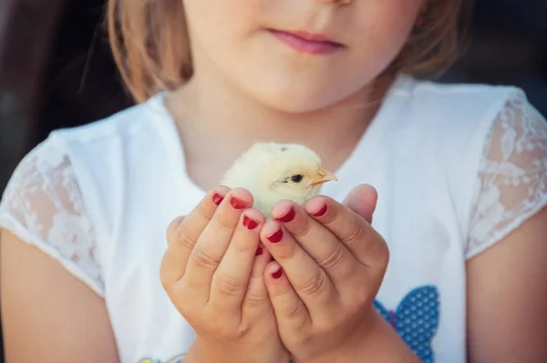 Boldog Kislány Egy Csirkét Tart Kezében Baromfis Gyerek Közelről Láthatjuk Jogdíjmentes Stock Képek