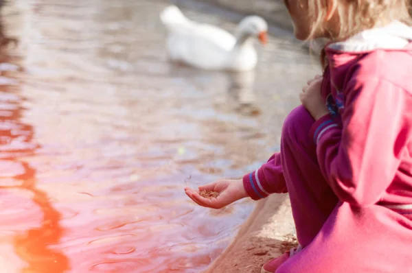 Children Feeding Geese Pond Caring Animals — Stock Photo, Image