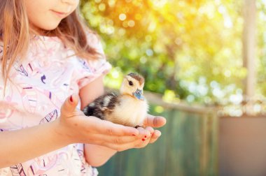 Ellerinde ördek yavruları olan bir kız. Paskalya ve bahar tatilleri. 