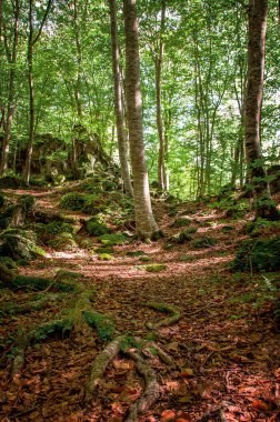 İspanya 'daki kayın ormanı. Sonbaharda ormandaki güzel manzara.