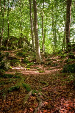 İspanya 'daki kayın ormanı. Sonbaharda ormandaki güzel manzara.