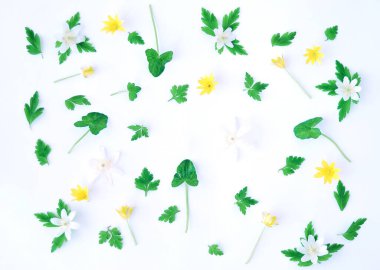 Sarı ve beyaz kır çiçeklerinden oluşmuş çiçek deseni ve beyaz arka planda yeşil yapraklı bitkiler. Düz yatış, üst görünüm. 