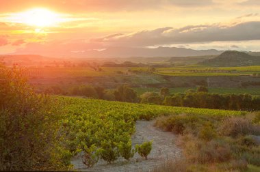 La Rioja. İspanya. Gün batımında üzüm bağı.