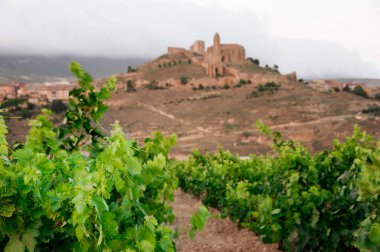 Üzüm bağları. Rioja, İspanya. San Vicente de la Sonsierra. Sonsierra. 