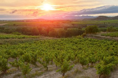 La Rioja. İspanya. Gün batımında üzüm bağı.