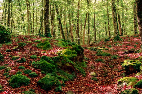 Буковий Ліс Іспанії Чудовий Краєвид Лісі Осінню — стокове фото