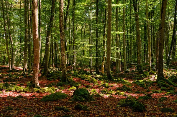 西班牙的山毛榉森林 秋天森林里美丽的风景 — 图库照片