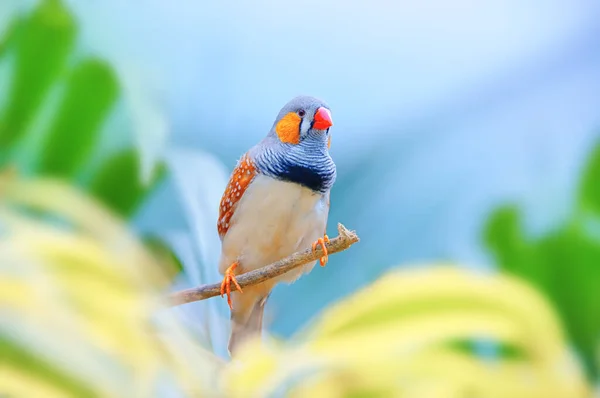 Zebra Finch Branch Exotic Bird Beautiful Colorful Forest Sky — Stock Photo, Image