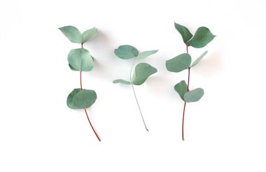 Beyaz arka planda okaliptüs. Taze okaliptüs yaprakları. Düz yatış, üst görünüm.