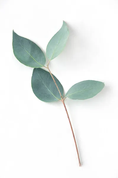 Eucalyptus White Background Fresh Eucalyptus Leaves Flat Lay Top View — Stock Photo, Image