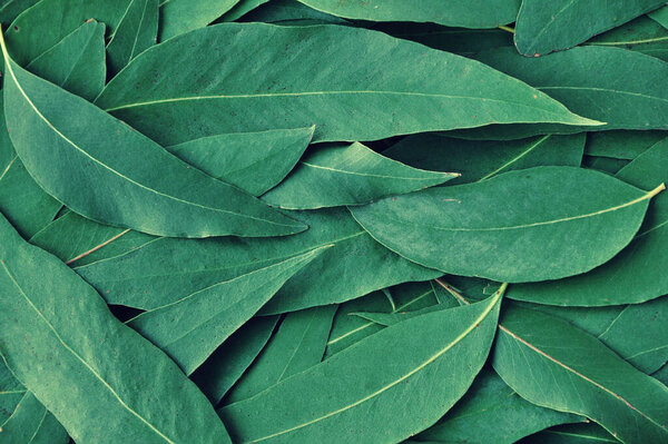 Fresh eucalyptus leaves. Flat lay, top view. Nature green Eucalyptus leaves  background 