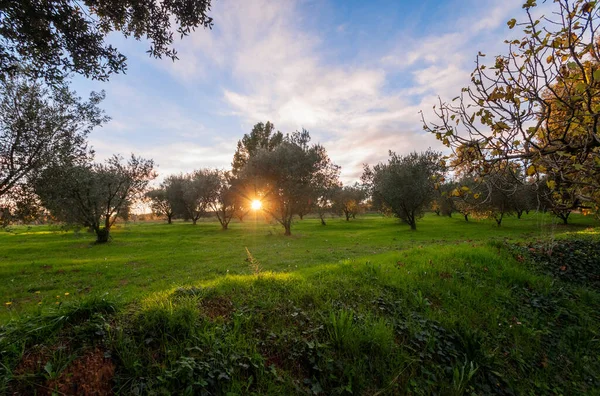 Bellissimo Paesaggio Oliveto Tramonto Olivicoltura Spagna — Foto Stock