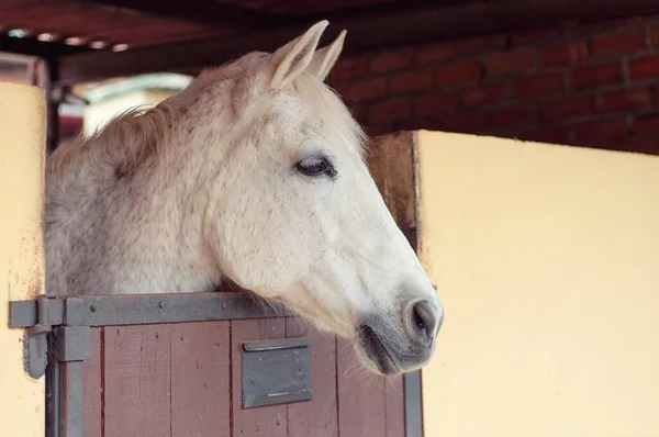 Beau Cheval Dans Une Stalle Race Andalouse — Photo