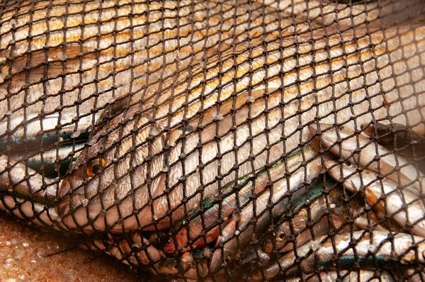 Verschillende Soorten Wilde Vissen Vers Gevangen Vis Atlantische Oceaan Portugal — Stockfoto