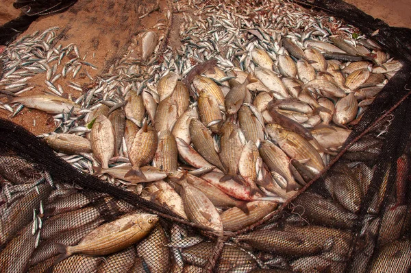 Zakelijke Visserij Zeevruchten Achtergrond Zeevruchten Brasem Smakelijk Voedsel Dorada Goudbrasem — Stockfoto
