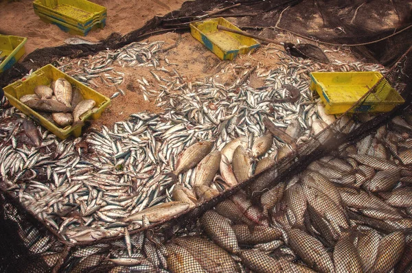 Pesca Negócios Fundo Frutos Mar Frutos Mar Brema Comida Apetitosa — Fotografia de Stock