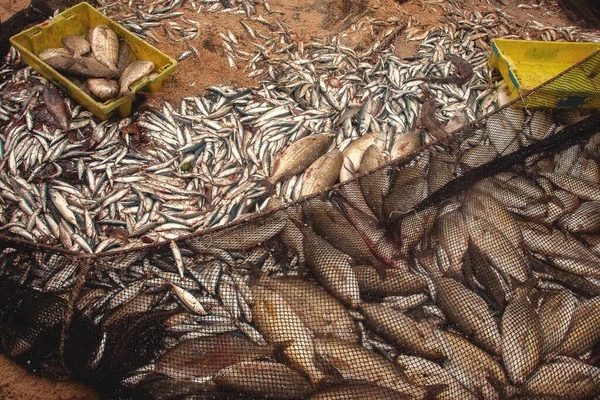 Zakelijke Visserij Zeevruchten Achtergrond Zeevruchten Brasem Smakelijk Voedsel Dorada Goudbrasem — Stockfoto