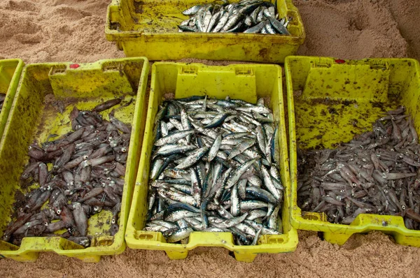 Vers Gevangen Sardientjes Inktvissen Atlantische Visserij Portugal — Stockfoto