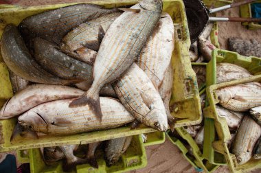 Çeşitli türde vahşi balıklar. Portekiz, Atlantik Okyanusu 'nda taze balık yakalandı. Balık ağındaki vahşi balıklar. Seçici odaklı balık geçmişi. Portekiz 'de balıkçılık endüstrisi.