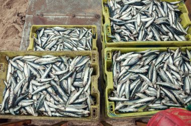 Taze yakalanmış sardalyalar üst görünüm arka planı. 