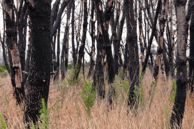 Portekiz 'de yanmış bir orman. Orman yangını sonrası. Toparlanma ekosu sistemi .