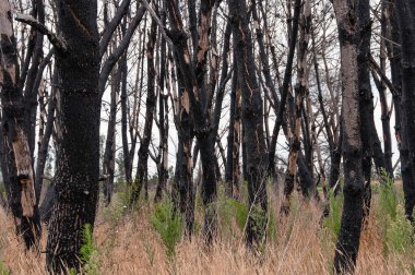 Portekiz 'de yanmış bir orman. Orman yangını sonrası. Toparlanma ekosu sistemi .