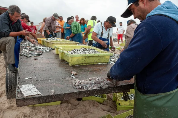 Praia Mira Agosto 2019 Portugal Pescadores Que Seleccionam Peixes Recentemente — Fotografia de Stock