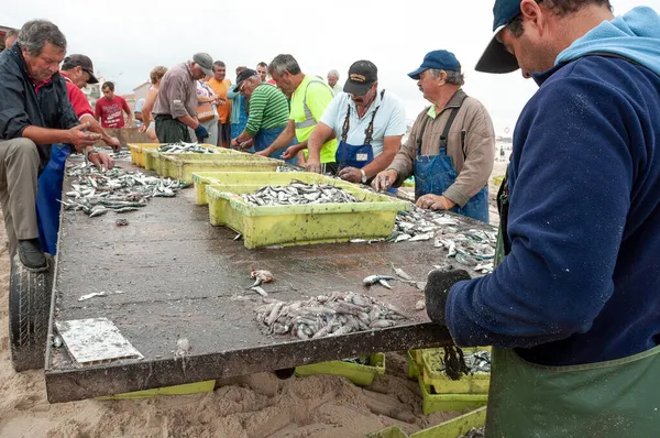 Praia Mira Agosto 2019 Portugal Pescadores Que Seleccionam Peixes Recentemente — Fotografia de Stock