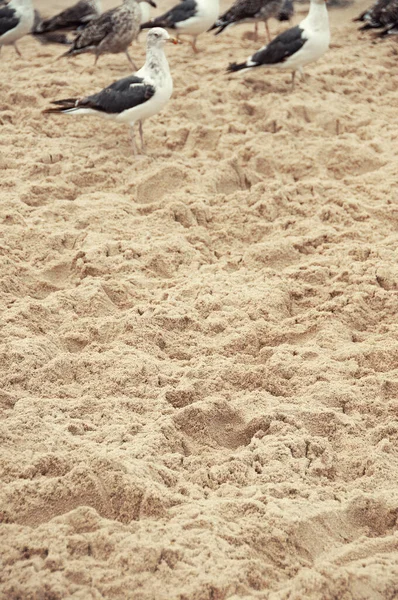 Voetafdrukken Van Meeuwen Het Zand — Stockfoto