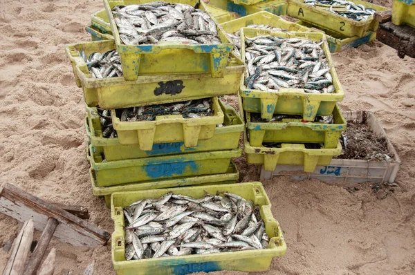 Verschillende Soorten Wilde Vissen Vers Gevangen Vis Atlantische Oceaan Portugal — Stockfoto