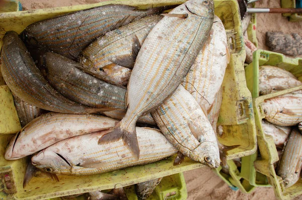 Vários Tipos Peixes Selvagens Peixe Recentemente Capturado Oceano Atlântico Portugal — Fotografia de Stock