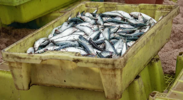 Vers Gevangen Sardines Bovenaanzicht Achtergrond — Stockfoto