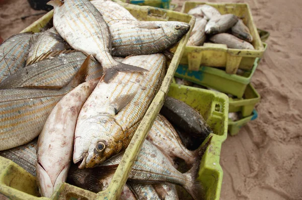 Vários Tipos Peixes Selvagens Peixe Recentemente Capturado Oceano Atlântico Portugal — Fotografia de Stock