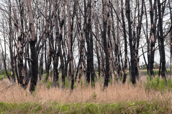 Bosque Quemado Portugal Consecuencias Incendios Forestales Sistema Ecológico Recuperación — Foto de Stock
