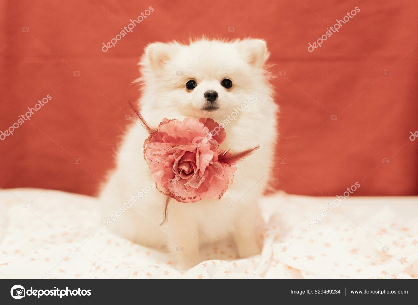 白色的波美拉尼亚小狗在红色背景上摆姿势软性和选择性重点——图库图片© karnavall #529469234, image size:1600x1167