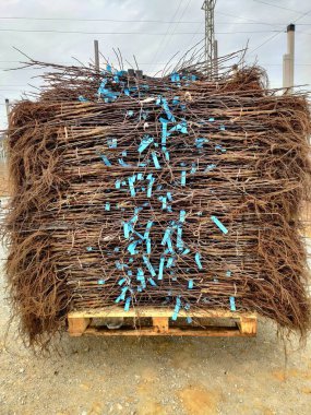 Tarım bahçesi için ağaç fideleri. Meyve ağacı fideleri - elma ağacı. Meyve yetiştirme yurdu.