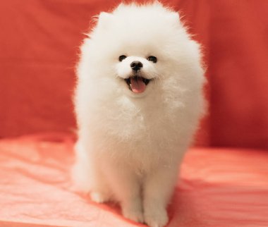 Beyaz Pomeranya köpeği kırmızı arka planda poz veriyor. Yumuşak ve seçici odak.