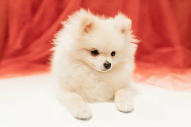 Beyaz Pomeranya köpeği kırmızı arka planda poz veriyor. Yumuşak ve seçici odak.