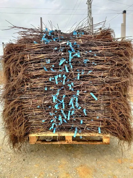 Tarım bahçesi için ağaç fideleri. Meyve ağacı fideleri - elma ağacı. Meyve yetiştirme yurdu.