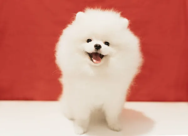 Cachorro Pomeraniano Blanco Posando Sobre Fondo Rojo Enfoque Suave Selectivo — Foto de Stock