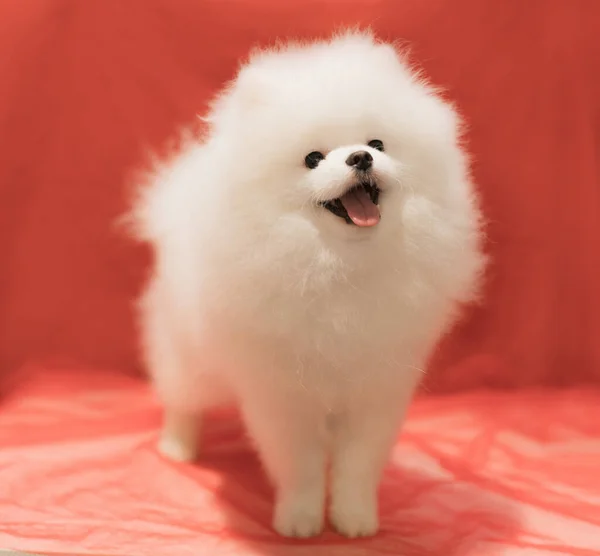 Filhote Cachorro Branco Pomerânia Posando Fundo Vermelho Foco Suave Seletivo — Fotografia de Stock