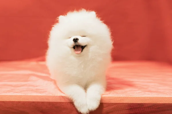 White Pomeranian Puppy Posing Red Background Soft Selective Focus — Stock Photo, Image