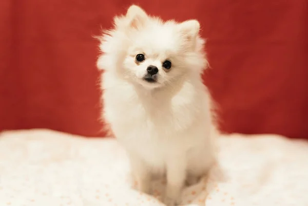 白いポメラニアの子犬が赤い背景にポーズ 柔らかく選択的な焦点 — ストック写真