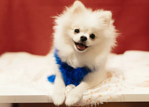 Cachorro Pomeraniano Blanco Posando Sobre Fondo Rojo Enfoque Suave Selectivo —  Fotos de Stock