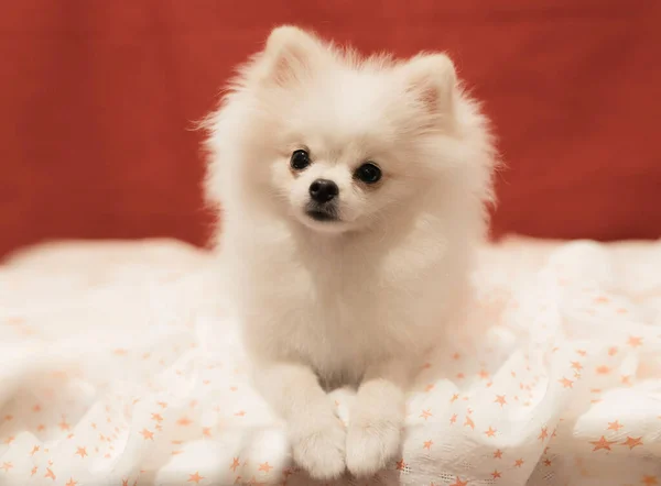 Cachorro Pomeraniano Blanco Posando Sobre Fondo Rojo Enfoque Suave Selectivo —  Fotos de Stock