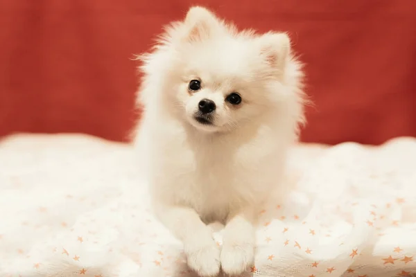 Witte Pomeranian Puppy Poseren Rode Achtergrond Zachte Selectieve Focus — Stockfoto