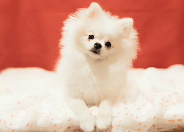 White Pomeranian Puppy Posing Red Background Soft Selective Focus — Stock Photo, Image