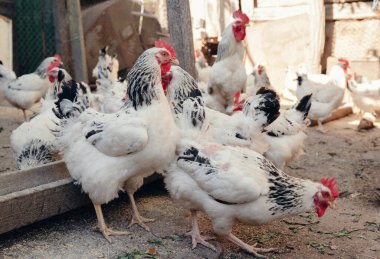 Evcil tavuklar bahçede tohum gagalar.. 