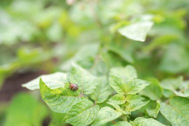 Colorado patates böceği sürünüyor ve patates yaprağı yiyor..   