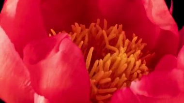 Güzel pembe şakayık arkaplan. Çiçek açan şakayık çiçekleri, zaman aşımı, yakın çekim. Düğün arkaplanı, Sevgililer Günü konsepti.